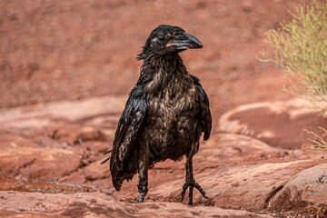 crow on the ground