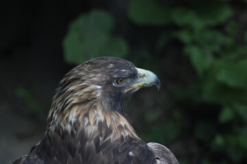 Portrait of a Golden Eagle