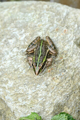 closeup the brown green frog sitting on the grey brown stone and enjoy the nature soft focus natural grey brown background.