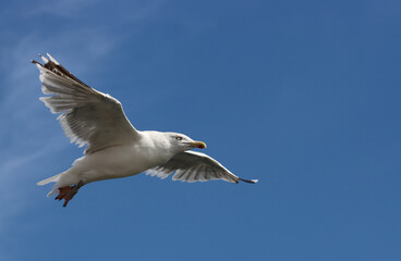 herring gull