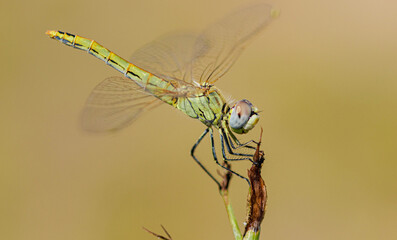 dragonfly on a branch - obrazy, fototapety, plakaty