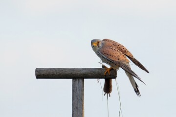 Der Turmfalke (Falco tinnunculus)
