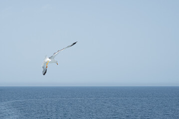 Seagull flying over the sea of Sardinia