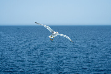 Fototapeta na wymiar Seagull flying over the sea of Sardinia