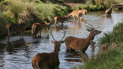 impala in the savannah