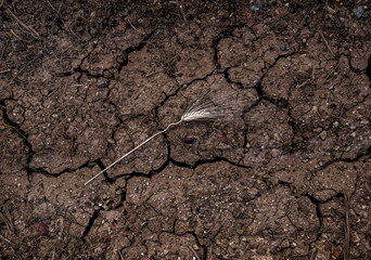 One ear of wheat over dried cracked soil surface of agricultural field. Draught, food crisis concept