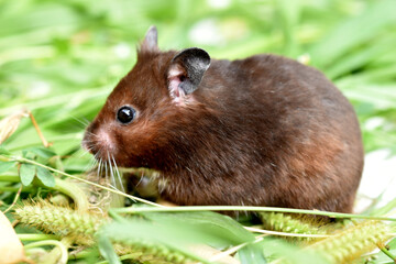 A domestic hamster, taken from the side in full growth, sits on the grass.