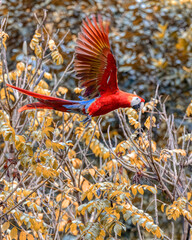 Scarlet macaw, Ara macao, Quepos Costa Rica. © ArtushFoto