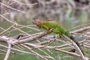 Naklejka na ściany i meble Green iguana (Iguana iguana), river Tarcoles Costa Rica wildlife