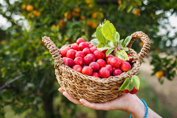 Harvested red mirabelle plums in wicker basket. Woman gathering fruits
