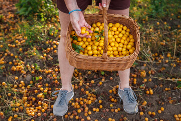 Farmer picking yellow mirabelle plum fruits into basket. Harvest fruit
