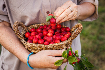 Harvested red mirabelle plums in wicker basket. Woman picking fruits