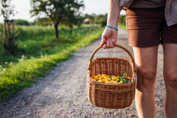 Woman holding basket with harvested yellow mirabelle plums on footpath