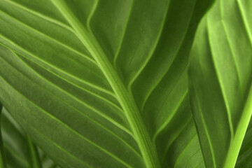 Soft focus blur nature green leaf copy space background.