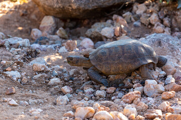 Desert tortoise, Gopherus morafkai, in the Sonoran Desert. A large reptile walking though the desert north of Tucson in the Catalina foothills along the Linda Vista hiking trail. Pima County, Arizona.