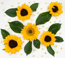 Fresh sunflower bloom flat lay pattern on white background