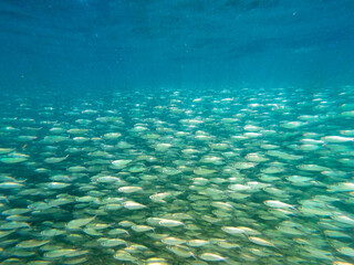 Fototapeta na wymiar School of herring fish swimming in ocean