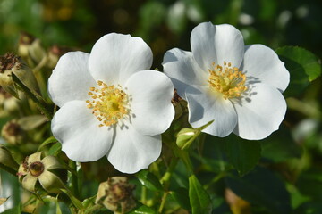 Fototapeta Białe róże obraz