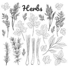 Set of monochrome herbs. Black and white vintage collection. Green spice, herbs, leaves. Isolated objects. Dill, parsley, onion, rosemary, basil. Vector illustration. Outline.