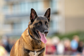 german shepherd dog with a green background. Working smart police dog. Outdoor dog