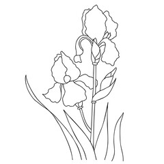 Beautiful iris flower. Branch with blooming iris with leaves. Vector illustration. Linear hand drawing, sketch of seasonal plant For design, decoration, packaging, advertising, printing