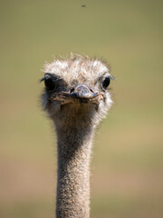 Avestruz