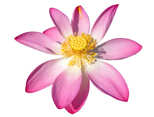 Lotus flower isolated on transparent background. png