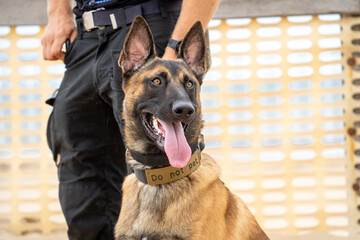 german shepherd dog with a green background. Working smart police dog. Outdoor dog