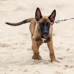 puppy german shepherd dog with a green background. Working smart police dog. Outdoor dog