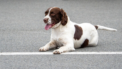 english springer spaniel police dog
