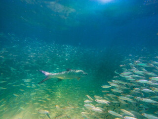 Fototapeta na wymiar Tarpon swimming in a school of fish