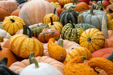 Colorful pumpkins in many variations
