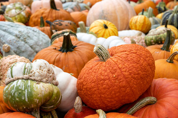 Colorful pumpkins in many variations