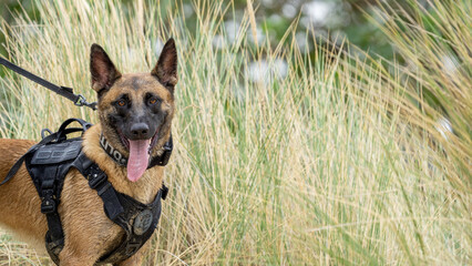 german shepherd dog with a green background. Working smart police dog. Outdoor dog