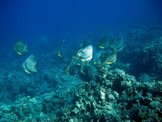 Beautiful fish on the reefs of the Red Sea.
	
