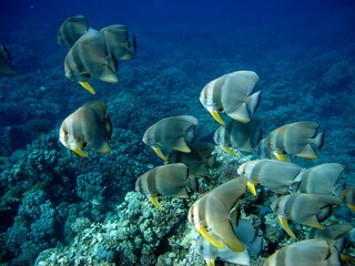 Fototapeta na wymiar Beautiful fish on the reefs of the Red Sea. 
