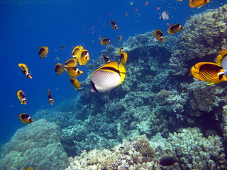 Obraz na płótnie Canvas Beautiful fish on the reefs of the Red Sea. 