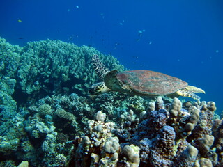 Hawksbill sea turtle (CR species) Hawksbill Turtle - Eretmochelys imbricata.

