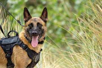 german shepherd dog with a green background. Working smart police dog. Outdoor dog