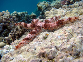 Fototapeta na wymiar Egyptian starfish (Gomophia egyptiaca) on the reefs of the Red Sea. 