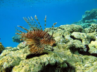 Lion Fish in the Red Sea in clear blue water hunting for food .

