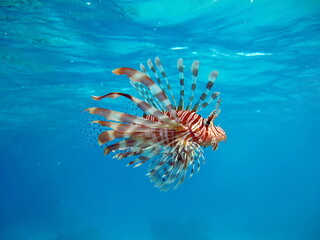 Fototapeta na wymiar Lion Fish in the Red Sea in clear blue water hunting for food .