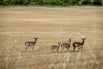 herd of deer