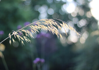 Ornamental grass in autumn against soft green blurred garden background
