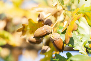 Branch of oak tree with acorns