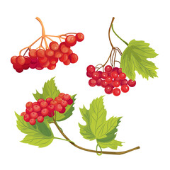Vector illustration of viburnum berries set. Red berries and green leaves on tree branches. Hand drawn