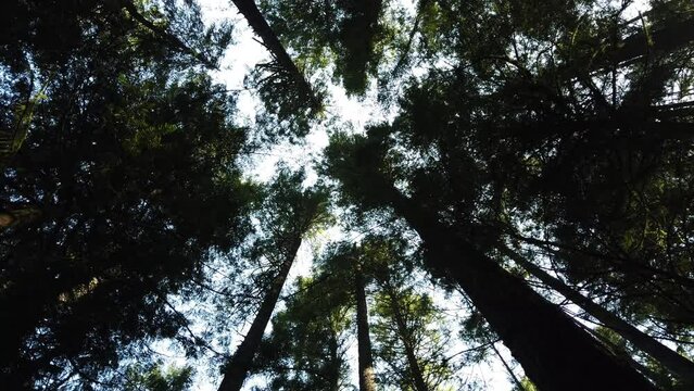 Temperate rainforest in BC