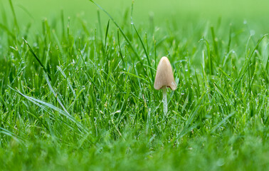Small solitary mushroom covered in morning dew in lush green grass/lawn