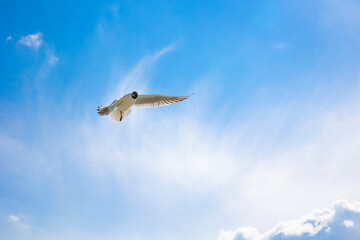 Freedom concept photo. Seagull on the partly cloudy sky at daytime