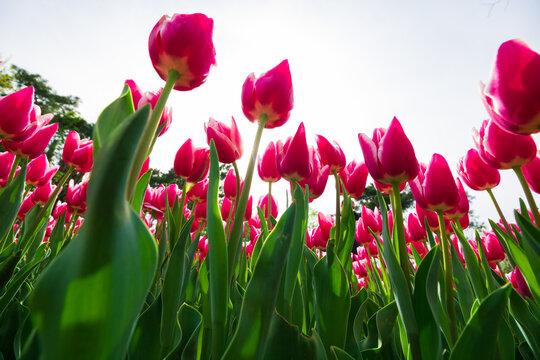 Tulips photo. Wide angle view of pink tulips from below.